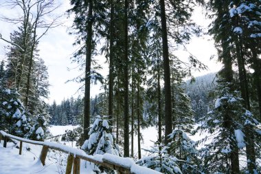 Bavyera Ormanı 'ndaki büyük Arbersee' nin dairesel rotası