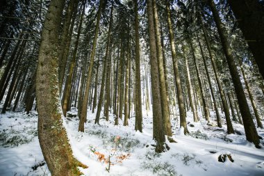 Bavyera Ormanı 'ndaki büyük Arbersee' nin dairesel rotası
