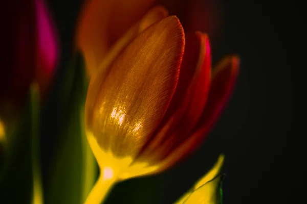 Tulipány Samotné Černém Pozadí Mateřský Den — Stock fotografie