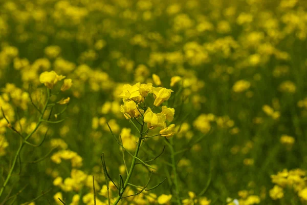 Field Rape Blue Sky May Yellow — Stock Photo, Image