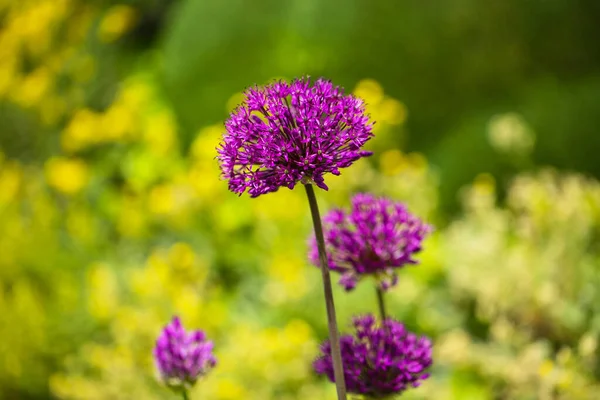Flor Alium Púrpura Jardín Gardining — Foto de Stock