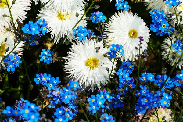 Beyaz Mavi Çiçekler Bellis Perennis — Stok fotoğraf