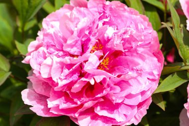 Şakayıklar, şakayık familyasındaki tek bitki cinsidir.