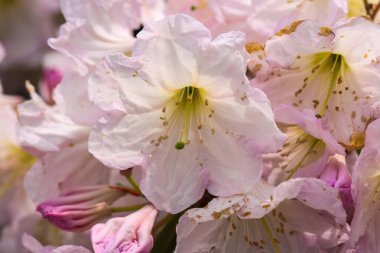 Bahçedeki pembe rhododendronlar, mayıs ayında, gardenin