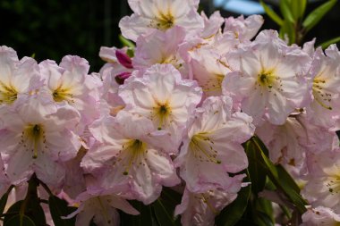 Bahçedeki pembe rhododendronlar, mayıs ayında, gardenin