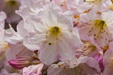 Bahçedeki pembe rhododendronlar, mayıs ayında, baharda, baharda