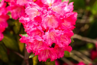 Mayıs 'ta bahçede pembe rhododendronlar