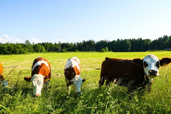 stock image cowsin the grass, outdoor