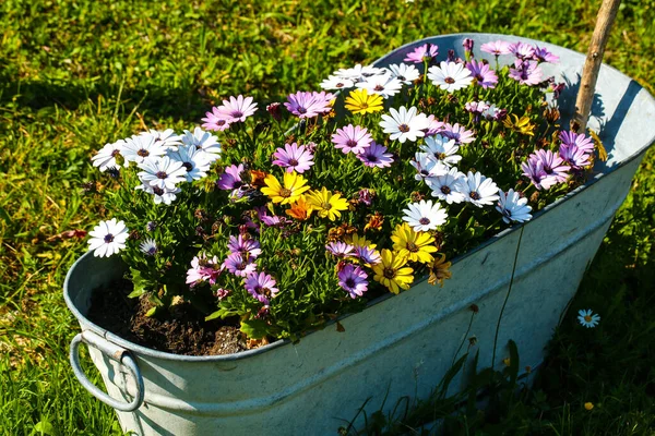 old zinc tub planted with flowers, on a meadow