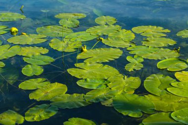 Su zambakları gölette, yaz zamanı.