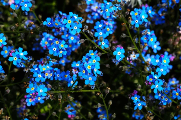 Незабудки Голубые Цветы Постели — стоковое фото