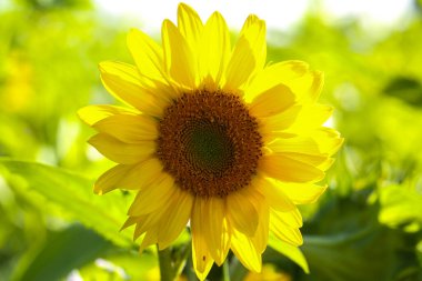 Ayçiçeği tarlada, otobanda, polende