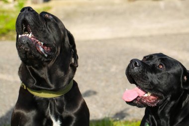 Labrador ve Great Dane arasında melez, kaslı yapılı, oyuncu kişilikli, güçlü, atletik, geniş kafalı, güçlü çeneli, büyük ve dışa dönük, sarkık kulaklı, kısa, parlak, arkadaş canlısı, zarif gözler.
