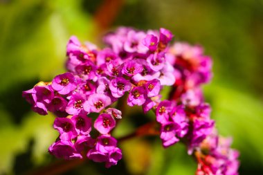 Duvarda asılı duran Bergenia kordifolisi.