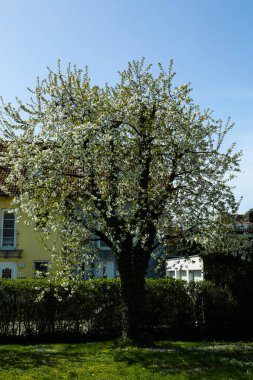 Sarı arkaplanda sarı lale, dekorasyon, doğum günü kartı arka planı, dekorasyon, doğum günü kartı.