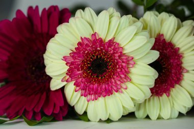 Beyaz arka planda Gebera, Anneler Günü, doğum günü