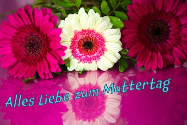 Pembe arka planda Gebera; Anneler Günü; doğum günü;