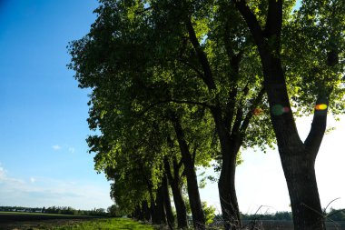 Feldmoching 'deki Poplar Bulvarı, Münih, mavi gökyüzü