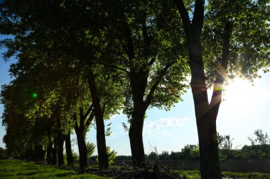 Feldmoching 'deki Poplar Bulvarı, Münih, mavi gökyüzü