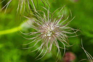 Pulsatilla alpina ve su damlaları