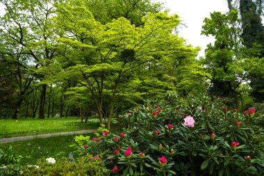 Botanik bahçesindeki rhododendron çalısı, Münih bavyerası