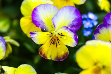 Iris, baharda botanik bahçesinde çiçek.