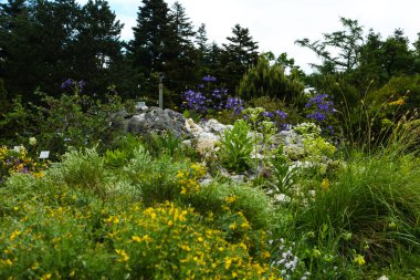 Iris, baharda botanik bahçesinde çiçek.