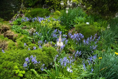 Iris, baharda botanik bahçesinde çiçek.
