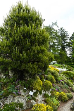 Iris, baharda botanik bahçesinde çiçek.