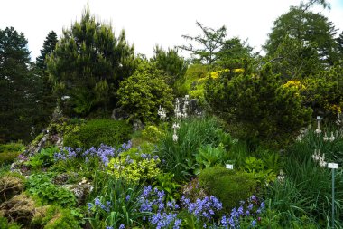 Iris, baharda botanik bahçesinde çiçek.