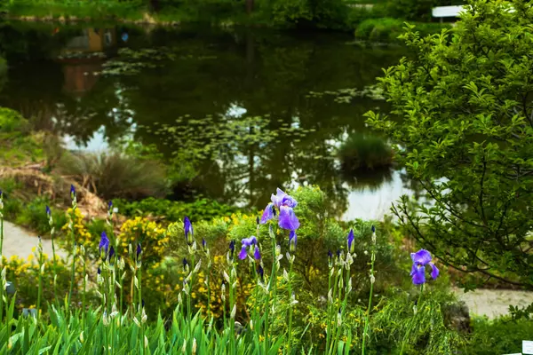 Iris, baharda botanik bahçesinde çiçek.