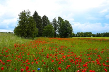 Kırda kırmızı gelincikler, yaz zamanı, Papaver rhoeas