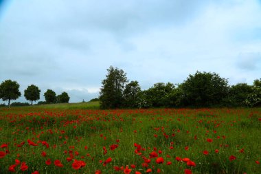 Kırda kırmızı gelincikler, yaz zamanı, Papaver rhoeas