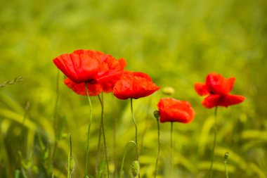 Kırmızı gelincikler tarlada, yaz zamanı, Papaver rhoeas, doğa