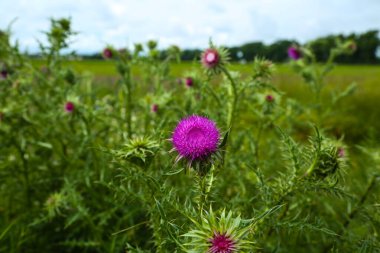 Karduus fındıkları, tarlada devedikeni sallamak.