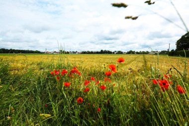 Kırmızı gelincikler tarlada, yaz zamanı, Papaver rhoeas, doğa