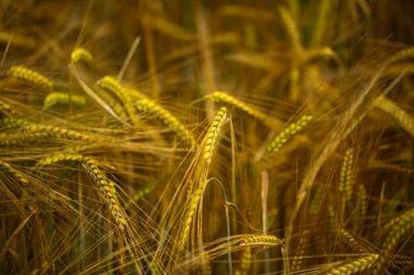 Münih 'te buğday tarlası, yakın plan buğday.