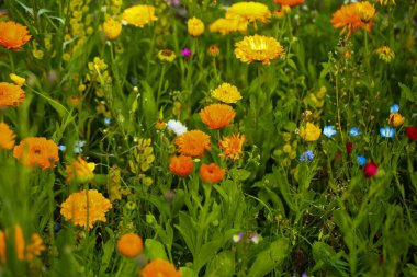 Renkli bir karışım içinde kır çiçekleri,