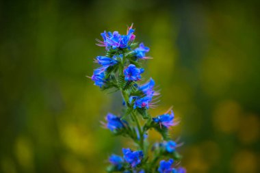 Yabani bir çiçek çayırında yaygın Viper 'ın böcek ilacı (Echium vulgare)