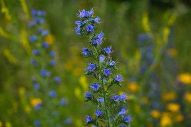 Yabani bir çiçek çayırında yaygın Viper 'ın böcek ilacı (Echium vulgare)