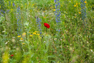 Kırmızı gelincikler tarlada, yaz zamanı, Papaver rhoeas, doğa