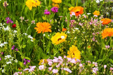 Renkli bir karışım içinde kır çiçekleri; Arı çayırı; Arılar;