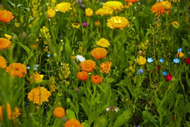 Renkli bir karışım içinde kır çiçekleri,