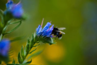 Yabani bir çiçek çayırında yaygın Viper 'ın böcek ilacı (Echium vulgare)