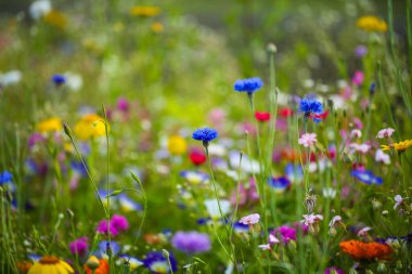 Keklik çiçekleri, kır çiçekleri, yazın renkli çiçek çayırları.