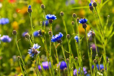Keklik çiçekleri, kır çiçekleri, yazın renkli çiçek çayırları.