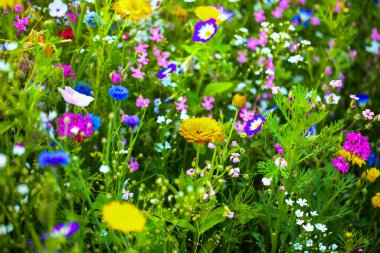 Renkli bir moessinger yaz çayırında kır çiçekleri