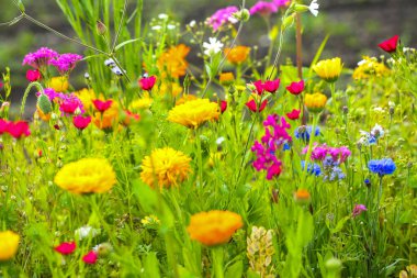 Renkli bir moessinger yaz çayırında kır çiçekleri