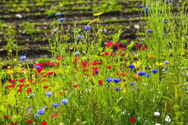 Renkli bir karışım içinde kır çiçekleri moessinger yaz çayırı, mavi gökyüzü