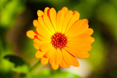 Marigold (Calendula officinalis) bahçede tek başına